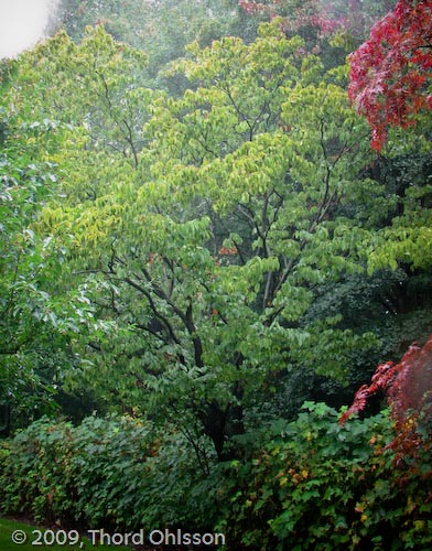 Acer carpinifolium